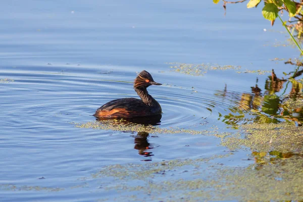 Der Schwarzhalstaucher sitzt auf dem Wasser — Stockfoto