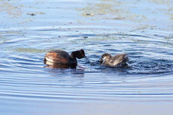 Svarthalsad grebe matar bruden på vattnet. — Stockfoto