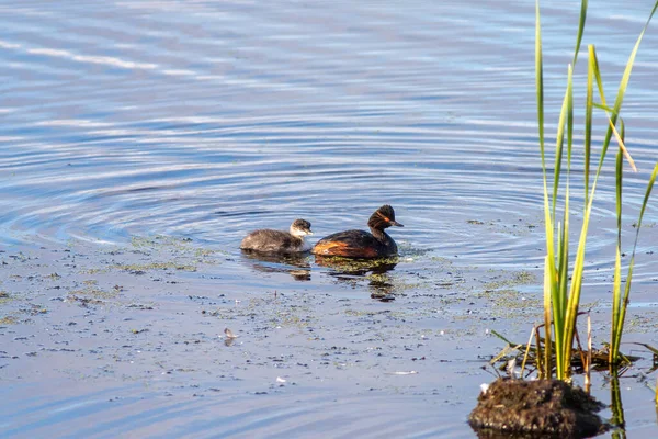 Siyah boyunlu ve civcivli yunus suyun üzerinde oturuyor