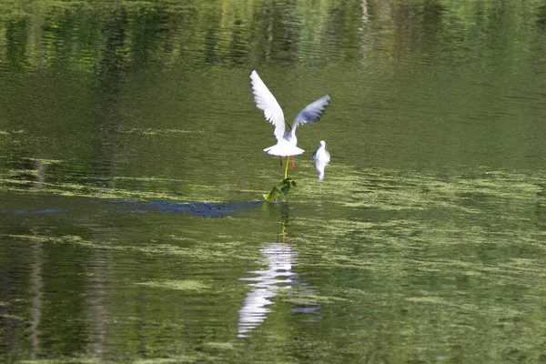 Siyah başlı martı suyun üstünde uçuyor.