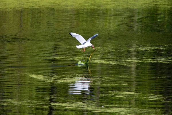 Mouette à tête noire vole dans le ciel au-dessus de l'eau — Photo