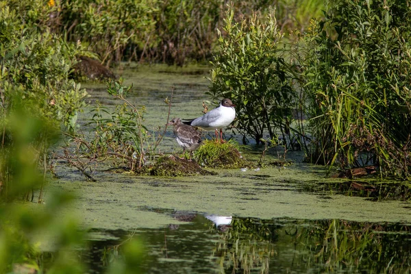 Siyah başlı martı suyun kenarında oturuyor.