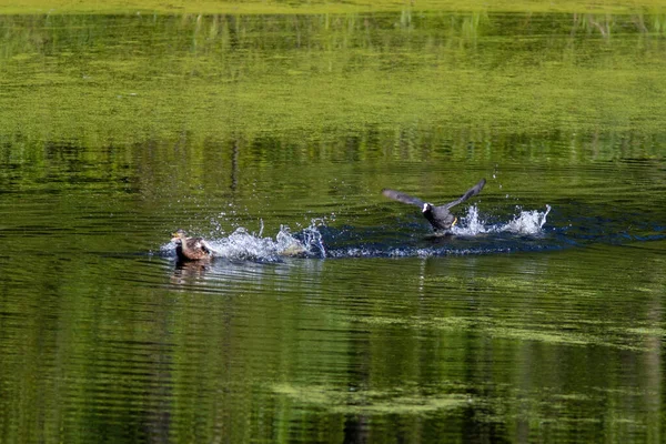 Den eurasiska sot attackerade gräsmattan på vattnet — Stockfoto