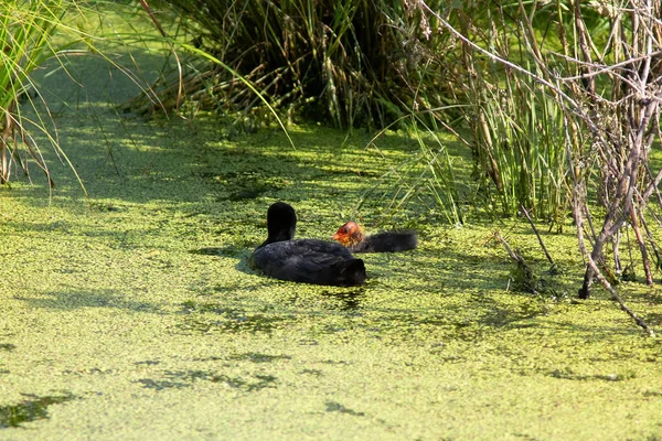 Den eurasiska barnsäng med brud på vattnet — Stockfoto