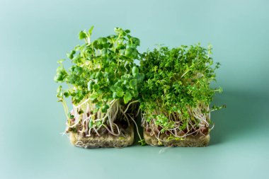 Sağlıklı beslenme ve organik sağlıklı vejetaryen yiyecekler için yeşil arka planda büyüyen mikro yeşillikler