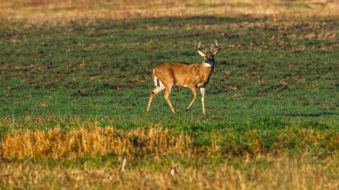 Boynuzlu, beyaz kuyruklu bir erkek geyik, Odocoileus virginianus, Indiana 'da bir tarlada yürüyor. Yüksek kalite fotoğraf