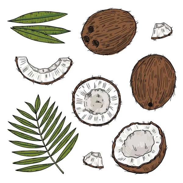 Set Ripe Coconut Different Forms Palm Leaves Color Drawing Isolated — Stock Vector