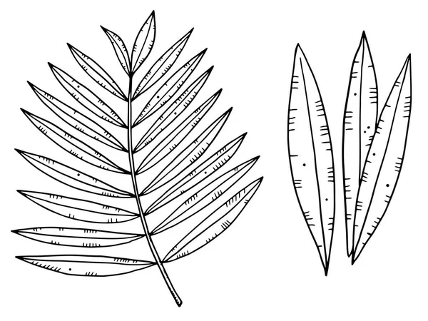 Tropische Pflanzenblätter Gesetzt Schwarzes Umrissbild Auf Weißem Hintergrund Vereinzelte Objekte — Stockvektor