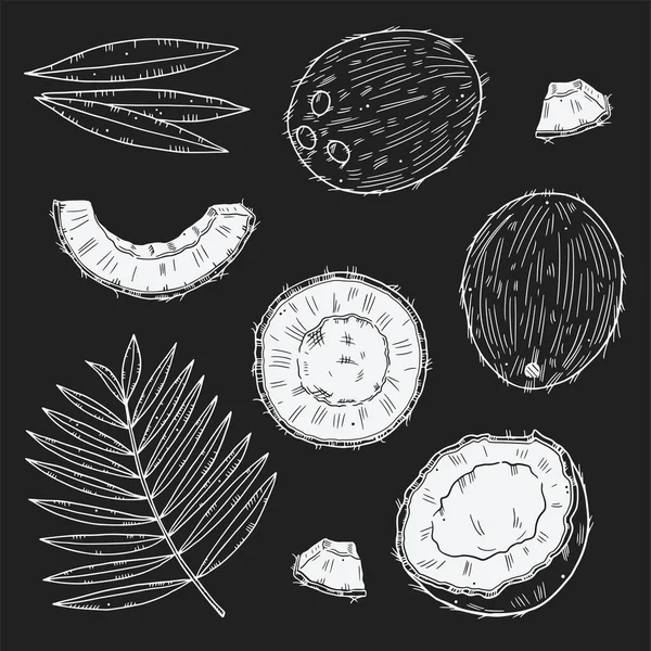 Установить Спелые Кокосовые Орехи Различных Типов Тропические Листья Белый Контур — стоковый вектор