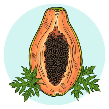 Yapraklarda papaya resmi. Beyaz bir arkaplanda daire içindeki renk resmi. Doodle tebeşir biçimi.