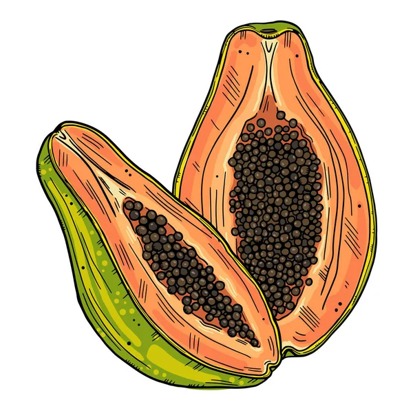 Kleur illustratie van papaya. Doodle stijl papaja helften. Geïsoleerde objecten op een witte achtergrond. — Stockvector