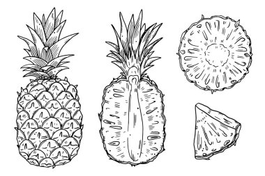 Farklı türde ananas meyveleri serisi. Siyah çizimler beyaz arka planda izole edilir. Doodle tarzı..