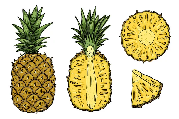 Conjunto Ilustraciones Frutas Piña Diferentes Tipos Los Dibujos Color Están — Vector de stock