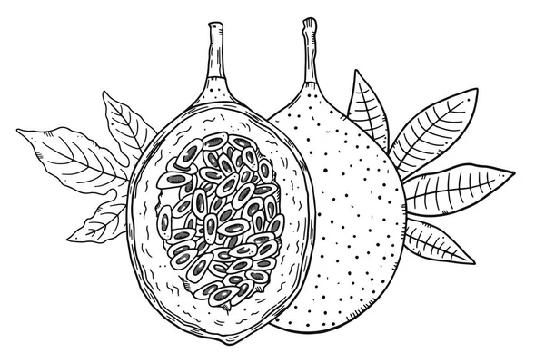 Composição de um fruto de granadilla inteiro e meia redução de fruto em um contexto de folhas. Imagem de contorno preto em um fundo branco. Estilo doodle. — Vetor de Stock