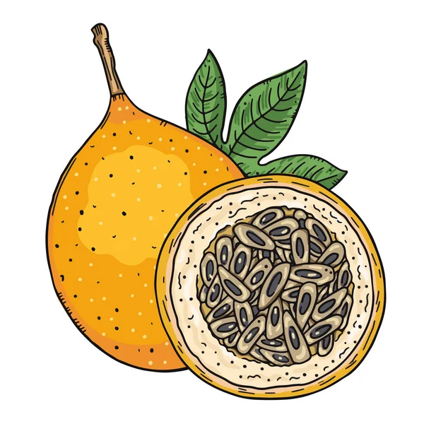 Composição de um fruto de granadilla cor-de-laranja inteiro e meia redução de fruto em um contexto de folhas. Imagem colorida sobre um fundo branco. Doodle estilo esboço. — Vetor de Stock