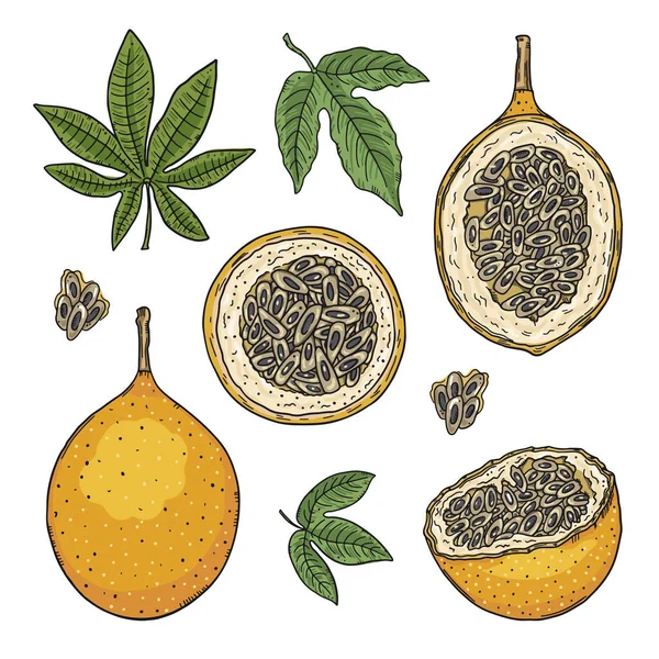Set Illustrations Granadilla Fruits Leaves Different Types Color Drawings Isolated — Stock Vector