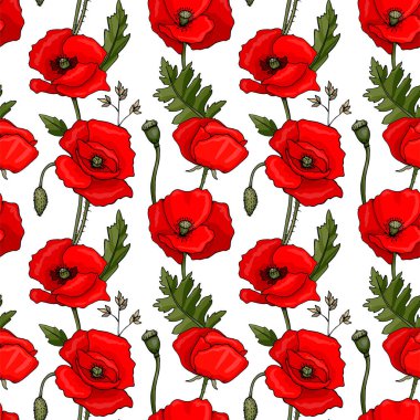 Çiçeklerin ve yaprakların kusursuz deseni. Kırmızı haşhaş çiçekleri, tomurcuklar, tohum kabukları, saplar. Nesneler beyaz arka planda izole edilir. Sevimli karalama stili.