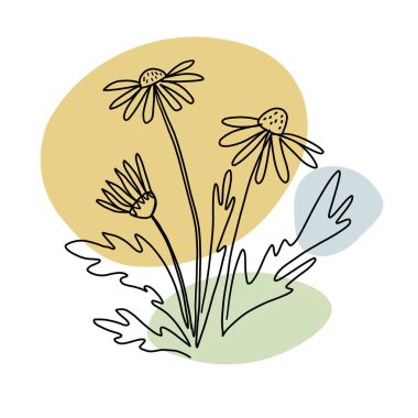 Bitkiler tek bir çizgiyle çizilir. Çiçek ve yapraklı papatya çalısı tasviri.