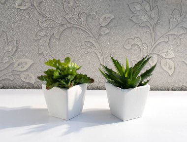 Dekoratif ev bitkisi masada.