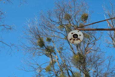 Ampulsüz eski bir sokak lambasının çıplak ağaç dallarına bakan alt manzarası.