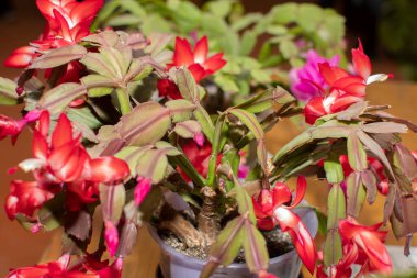 Kırmızı Schlumberger çiçeği, Noel kaktüsü çiçekleri