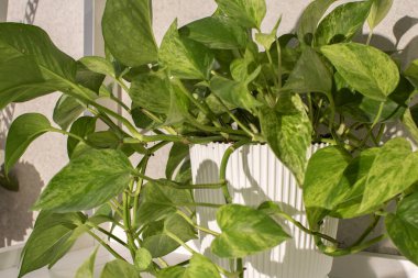 Odada dekoratif bitki var.