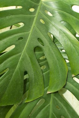 Canavar bitki yapraklarını kapatın.