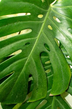 Canavar bitki yaprağını kapatın.