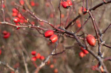 Dallardaki yabani gül üzümlerini kapatın.
