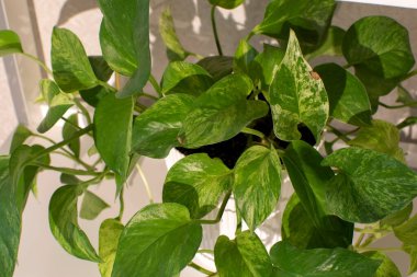 Odada dekoratif bitki var.