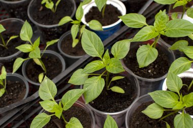 Biber tohumları ekin.