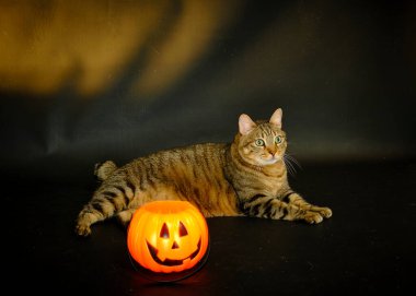 Turuncu kabaklı Cadılar Bayramı kedisi