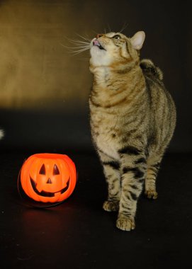 Kedi fenerin yanında oturuyor.