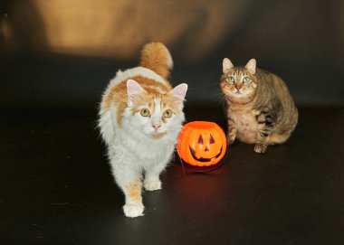 Gri arka planda turuncu balkabağı olan iki sevimli kedi.