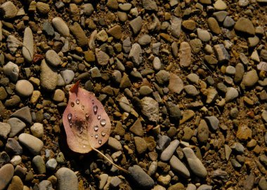 Kumda sonbahar yaprağı