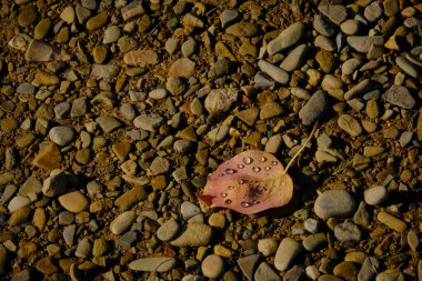 Parkta yere düşen yaprak..