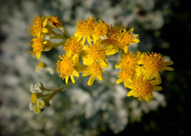 close up of the flower