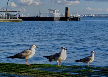 Lizbon, Portekiz limanında martılar