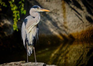 Siyah balıkçıl balığının yakın plan fotoğrafı.