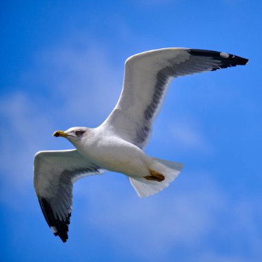Martı gökyüzünde uçuyor.
