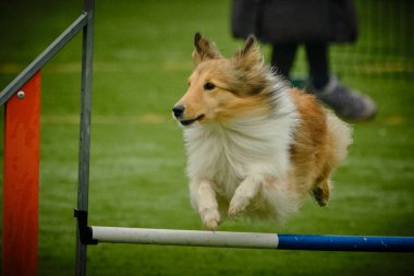 Çeviklikle çalışan collie köpeği