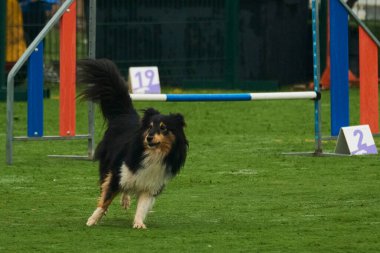 Çeviklik içinde sınır köpeği