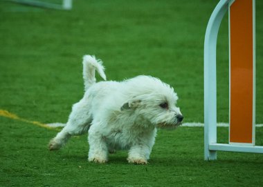 Köpek parkta oynuyor.