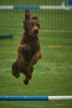 dog breed border terrier running in the park