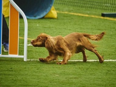 Köpek yeşil çimlerde koşar.