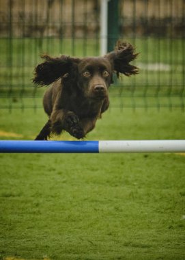 Bir köpek çeviklik içinde koşuyor.