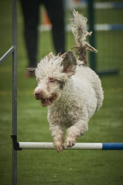 köpek çeviklikle koşuyor