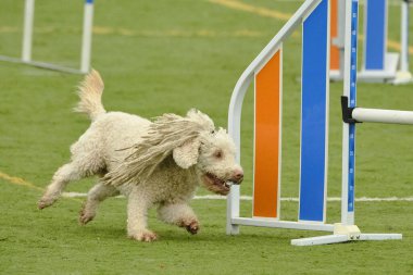 köpek çeviklikle koşuyor