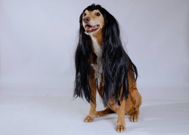 Uzun saçlı güzel bir köpek.