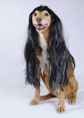 Sevimli köpek Studio